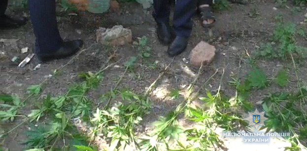 В Ірпені судять тяжкохворого чоловіка, який вирощував коноплю для ...