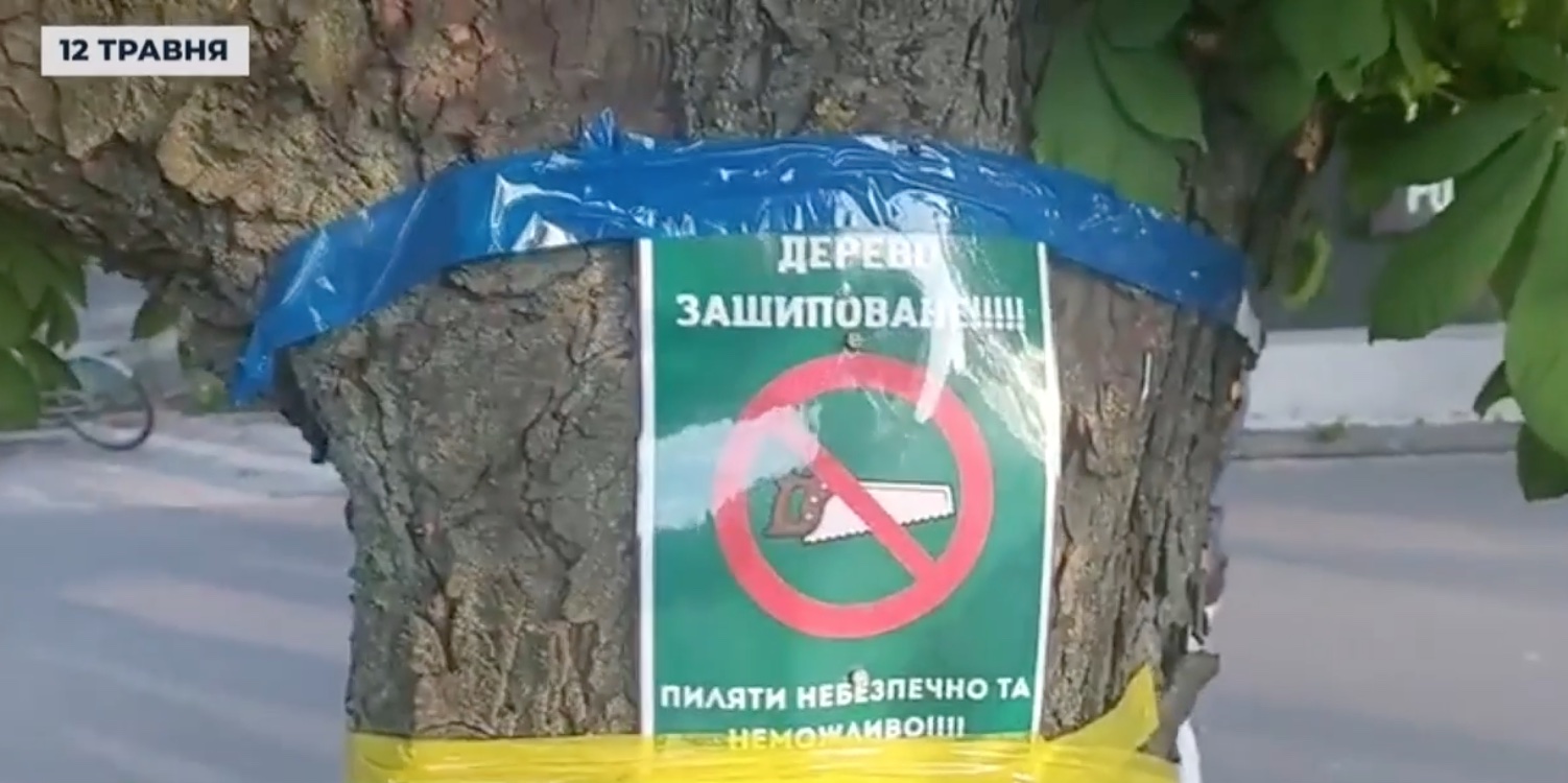 У Броварах зріжуть 13 каштанів для будівницва «МакДональдса» - Хмарочос